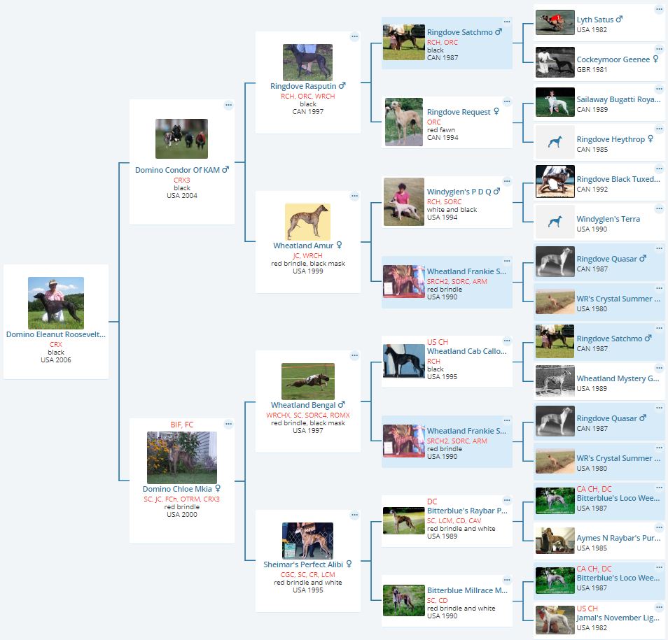 Domino Whippets Fiver